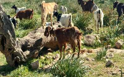 Maraton Jeep Safari Pisouri z Pafos